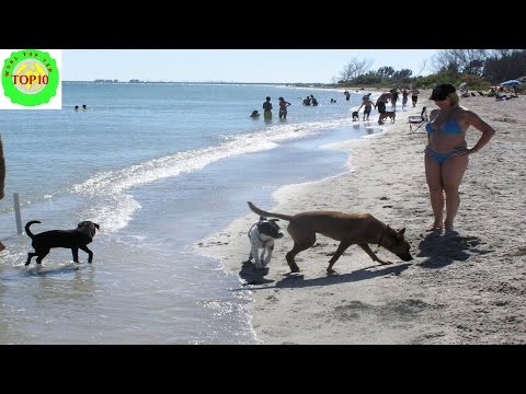 10 Most Spectacular Dog Friendly Beaches in America