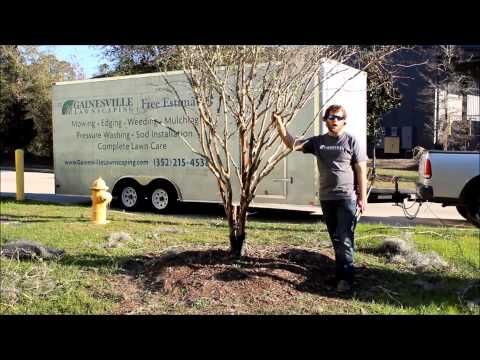 Gainesville Lawnscaping - How to Trim a Crape Myrtle - Landscaping and Lawn Care Service.