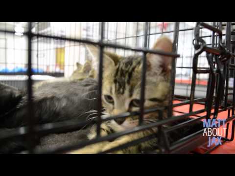 Watch MATT ABOUT JAX: Mega Pet Adoption Event at the Jacksonville Fairgrounds